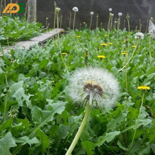 Bồ Công Anh - Cây Quý ít Người Biết